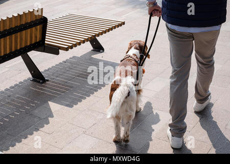 A man walks his long haired Welsh Springer Spaniel dog through a pedestrian area on a sunny day Stock Photo