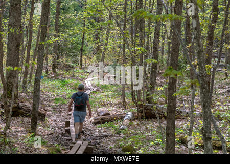 Ontonagon, Michigan - A hiker on boardwalk on a wet section of the Little Carp River Trail in Porcupine Mountains Wilderness State Park. Stock Photo
