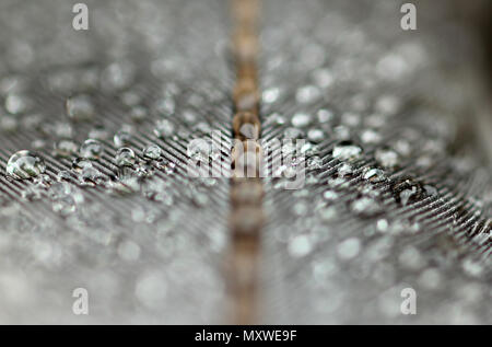 dew drops on wood pigeon feather Stock Photo