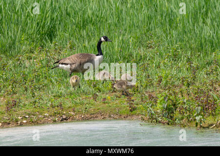 Canda Goose and Goslings Stock Photo