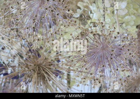 Dried flowers hanging from ceiling Stock Photo: 216183580 ...