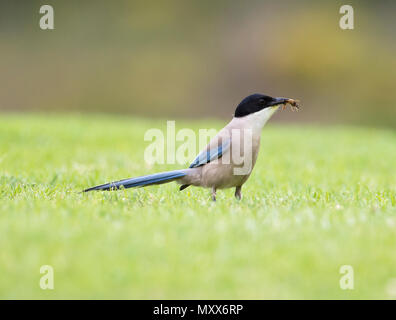 Azure-winged Magpie, Cyanopica cyanus, with insect, Portugal,