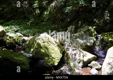 Akame 48 Waterfalls: Mysterious hiking trails, giant trees & moss covered rocks, untouched nature, lush vegetation & cascading waterfalls in Japan Stock Photo