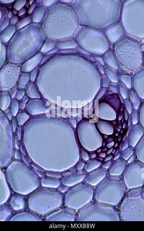 Phloem and xylem. Dicotyledon root..Corte transversal de Sarsaparrilla.140x. Stock Photo