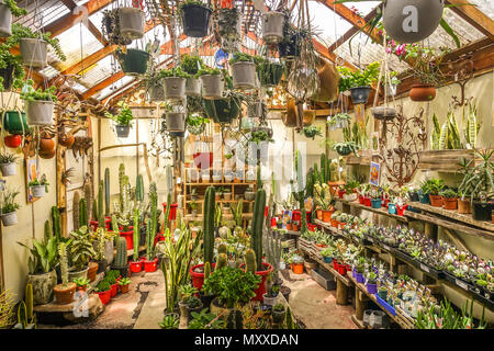 A variety collection of cactus and succulent plants in pots displayed in a small greenhouse in a nursery shop. The Artists Garden, VIC Australia Stock Photo