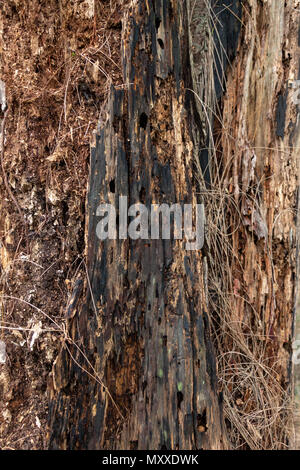 Dead tree wood with holes, charred, texture - Wolf Lake Park, Davie, Florida, USA Stock Photo