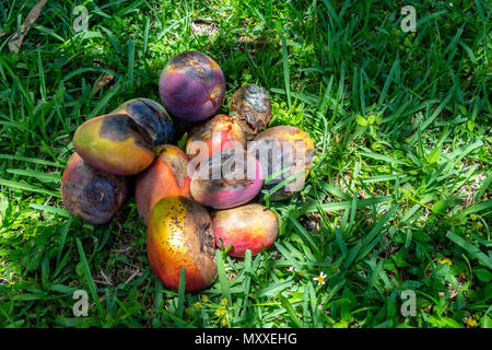 top view rotten mango with worms on a white background Stock Photo - Alamy