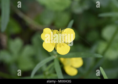 Goldilocks Buttercup - Ranunculus auricomus Stock Photo