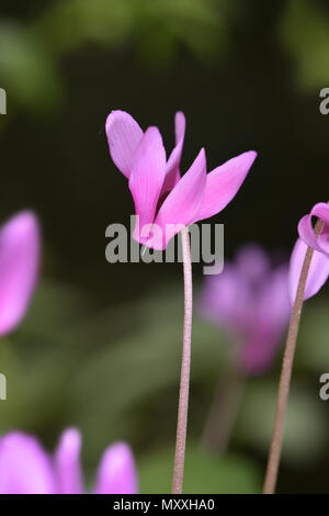 Spring Sowbread - Cyclamen repandum Stock Photo