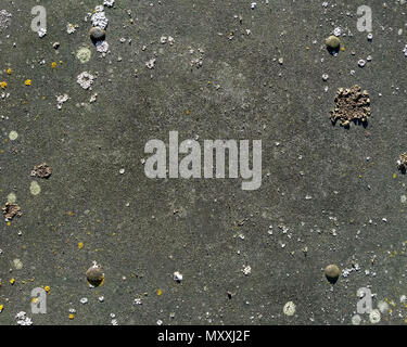 Aged gray asbestos cement board texture with moss and four screws. Slate background for design with place for text. Stock Photo