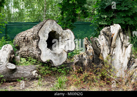 Dead tree trunk with a big hole through the middle in Gits, near Roeselare, Belgium Stock Photo