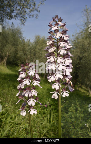 Lady Orchid - Orchid purpurea Stock Photo