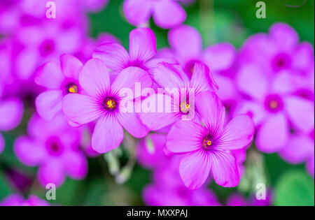 Macro/ close up shot of a pink Violet Wood-sorrel (Oxalis violacea) in fill bloom during Spring, UK Stock Photo