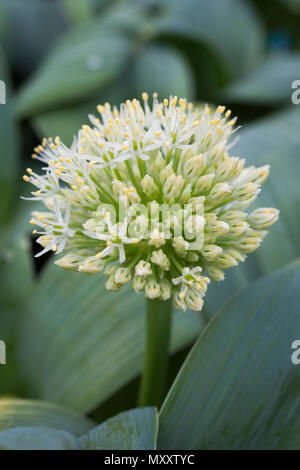 Allium karataviense Stock Photo