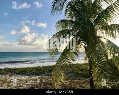 Idyllic & beautiful beach in Barbados (Caribbean island) creating the perfect vacation paradise: Nobody, palm trees, white sand, turquoise ocean Stock Photo