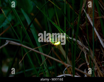 Common glow-worm glowing in the dark summer night Stock Photo - Alamy