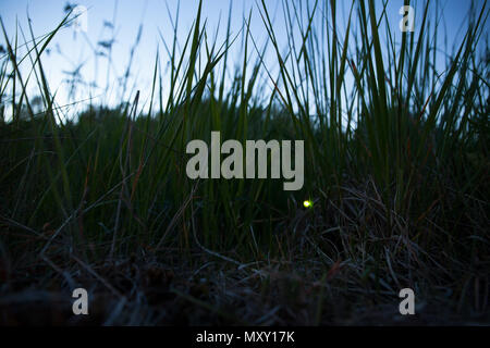 Common glow-worm glowing in the dark summer night Stock Photo - Alamy