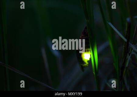 download glowing glow worm