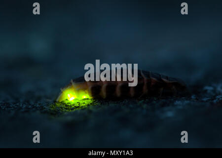 download worms that glow in the dark