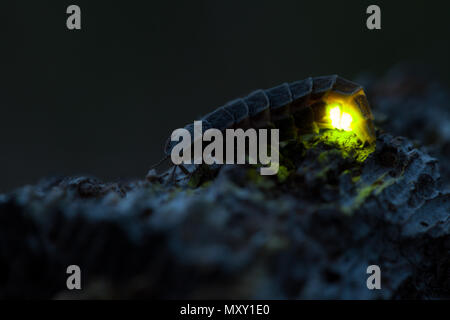 Common glow-worm glowing in the dark summer night Stock Photo - Alamy