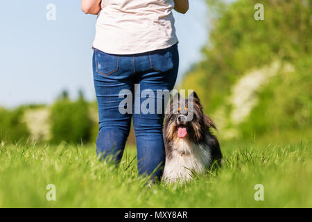 picture of an Elo dog who looks up to his master Stock Photo
