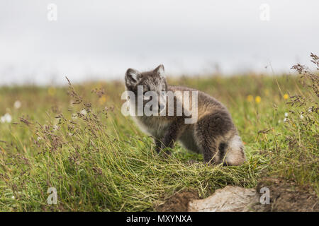 Close up of a young playful arctic fox cub on iceland in summer Stock Photo
