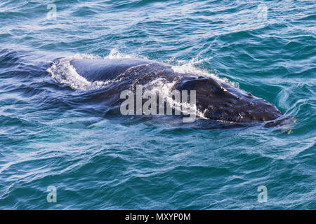 Big Humpback whale getting ready to dive near husavik on iceland Stock ...