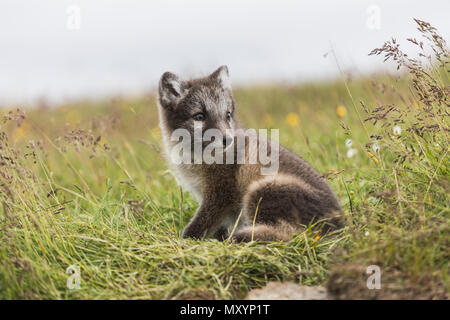 Close up of a young playful arctic fox cub in summer on iceland