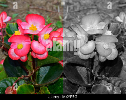 A variety of saintpaulia (African violet) in colors vs shades of grey (black and white) Stock Photo