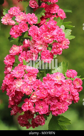 pink hawthorn in flower in May Latin crataegus laevigata or oxyacantha family rosacea or ornamental thorn by Michael Swan Stock Photo