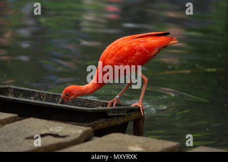 Red bird in Pairi Daiza zoo,Belgium Stock Photo