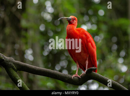 Red bird in Pairi Daiza zoo,Belgium Stock Photo