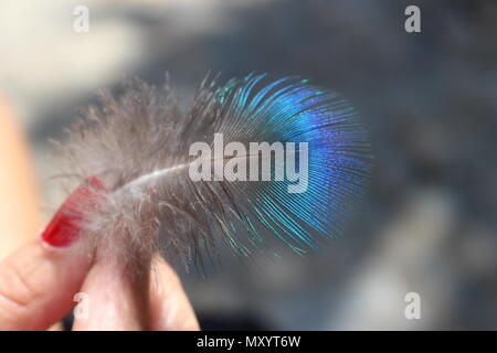 Small peacock feather Stock Photo