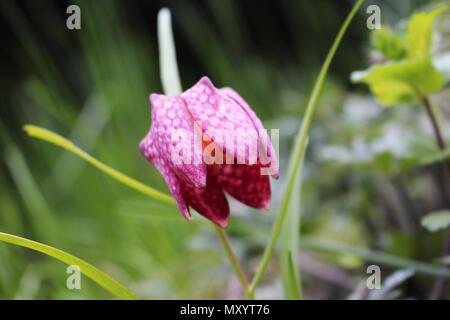 Single red fritillaria flower Stock Photo