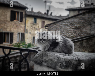 Lazy cat on a wall in Montepulciano, Tuscany Italy Stock Photo