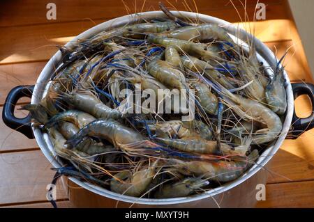 River prawns in a pot, Thailand Stock Photo