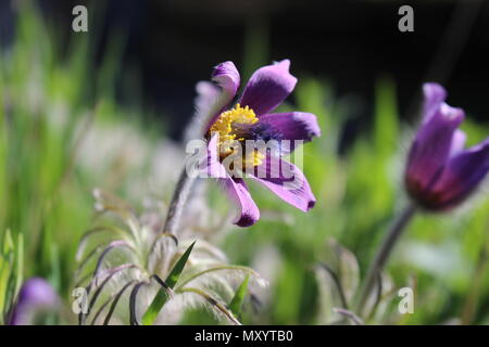 Purple flower of wild species of anemone - Pulstailla montana with yellow stamens on the sunlight Stock Photo