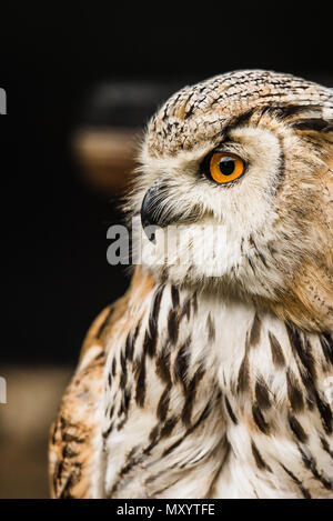 Eurasian Eagle-owl. Stock Photo