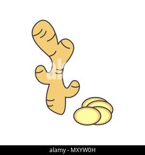 cute fresh ginger root vector illustration isolated on white background Stock Vector