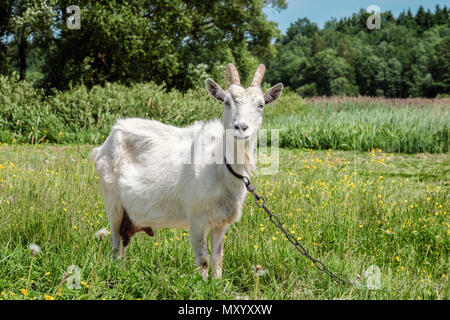 full-length portrait of a white goat in summer in a pasture Stock Photo
