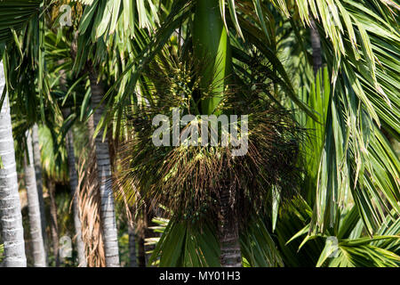 Areca nut Or Supari Plant Usually Called As Palm Tree Estate Coimbatore, Tamil Nadu In India Stock Photo