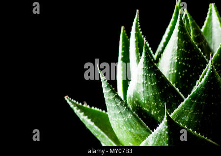 Photo of Aloe Cosmo on black background Stock Photo - Alamy