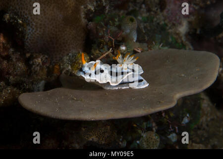 Nudibranch Chromodoris dianae . Picture was taken in Anilao, Philippines Stock Photo