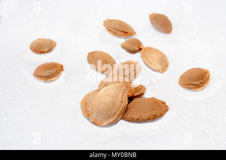 Apricot pits, isolated on white background Stock Photo