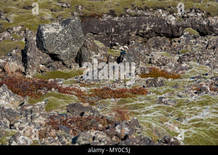 Moss-covered rock outcroppings in the lava fields of Iceland Stock Photo