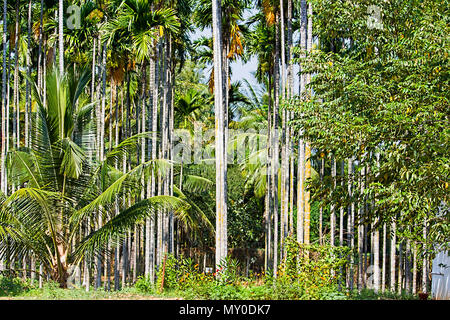 Areca nut Or Supari Plant Usually Called As Palm Tree Estate Coimbatore, Tamil Nadu In India Stock Photo