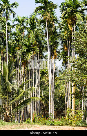 Areca nut Or Supari Plant Usually Called As Palm Tree Estate Coimbatore, Tamil Nadu In India Stock Photo