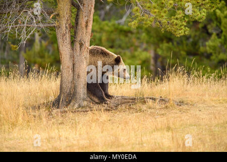 Grizzly bear (Ursus arctos)- Scratching and rubbing sides on a tree trunk, Chilcotin Wilderness, British Columbia BC, Canada Stock Photo