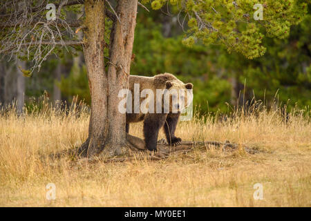 Grizzly bear (Ursus arctos)- Scratching and rubbing sides on a tree trunk, Chilcotin Wilderness, British Columbia BC, Canada Stock Photo