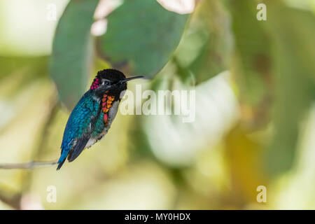 A wild adult male bee hummingbird, Mellisuga helenae, Zapata National Park, Cuba. Stock Photo